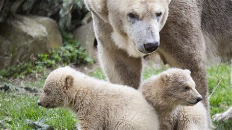 Twin polar bear cubs leave den at Ouwehands Zoo in Netherlands | KidsNews