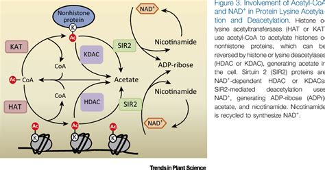 Figure 3 from Histone Acetylation Enzymes Coordinate Metabolism and ...