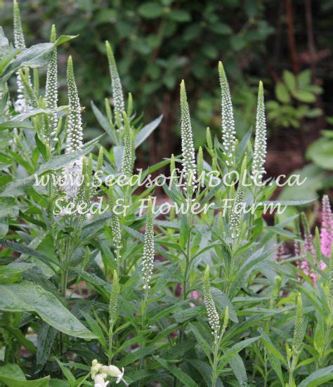 Veronica spicata ‘Sightseeing Mixture’ – Seeds Of Imbolc