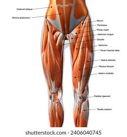 Female Front Leg Muscles Labeled Medical Stock Illustration 2406040745 ...