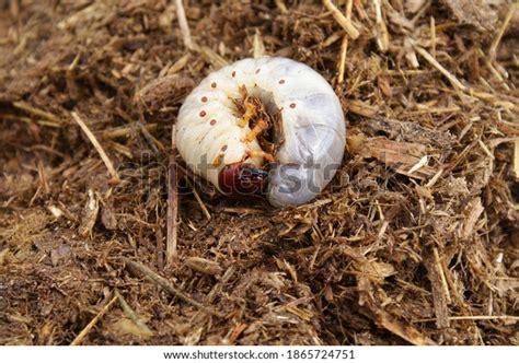 427 Stag Beetle Larva Stock Photos, Images & Photography | Shutterstock