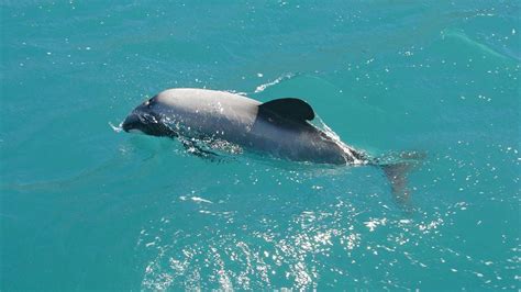 Toxoplasmosis confirmed as cause of dolphin's death | Mirage News