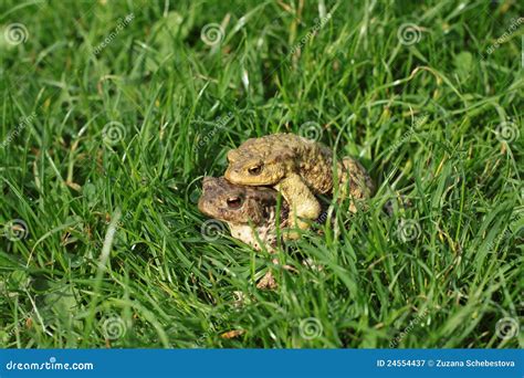 Breeding Frog Couple In The Summer Garden Stock Image - Image of copulate, mate: 24554437