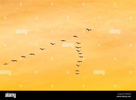 Bird migration of crane Stock Photo - Alamy