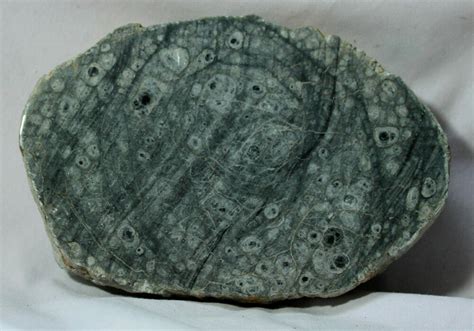 Pteridophyta Fossil