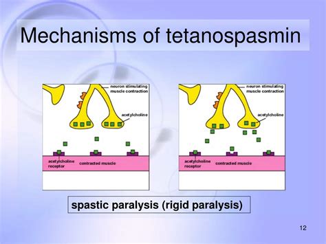 PPT - Anaerobic bacteria PowerPoint Presentation, free download - ID ...