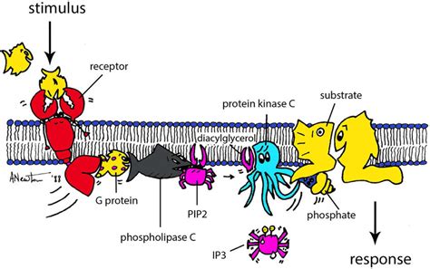 Cartoon Illustrating Activation Of Conventional Protein