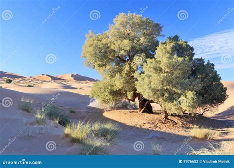 Tree in Sahara desert stock photo. Image of lonely, terrain - 7976682