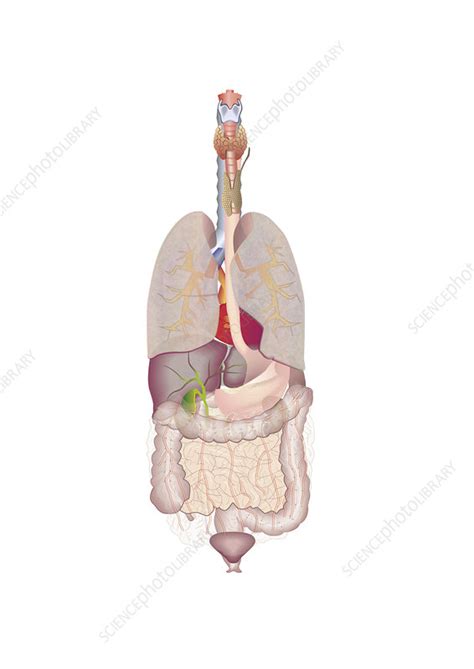 Organs of the trunk and neck, illustration - Stock Image - C047/1836 ...