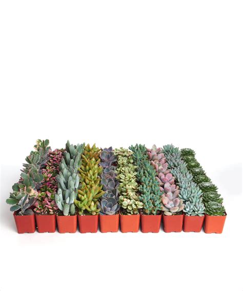 Pastel Succulent Bulk Collection#N# – Shop Succulents