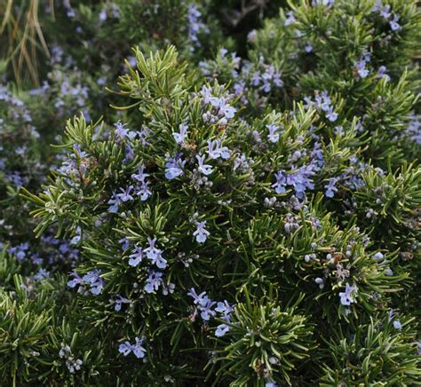 Pruning Rosemary - How and When to Prune Rosemary Plants & Bushes