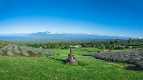 Ali'i Kula Lavender Farm, Kula, Maui, Hawaii, United States – Farm Review | Condé Nast Traveler