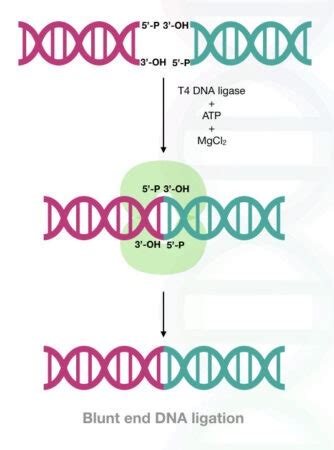 What Is DNA Ligase? And How T4 DNA Ligase Works?