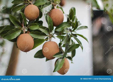 Sapota fruit on tree stock image. Image of sapodilla - 108321997