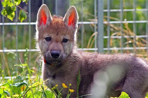 What Wolf Pups That Play Fetch Reveal About Your Dog - The New York Times