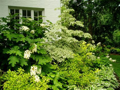 Dogwood, and oakleaf hydrangea. Love the combination. | Hydrangea ...