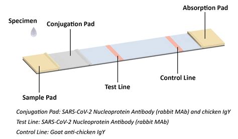 Coronavirus Antigen Rapid Test Kit | Humanity Medical Products Co. Ltd