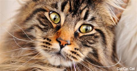 There’s More To These 10 Common Cat Behaviors Than You May Know! | The ...