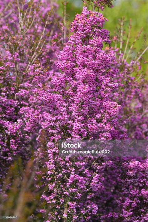 Erica Canaliculata Flower Stock Photo - Download Image Now - Beauty, Black Color, Blossom - iStock