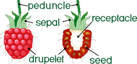 Internal And External Structure Of Raspberry Aggregate Fruit Stock Illustration - Download Image ...