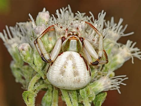 White-banded Crab Spider