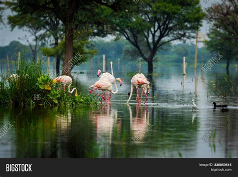 Greater Flamingo Flock Image & Photo (Free Trial) | Bigstock