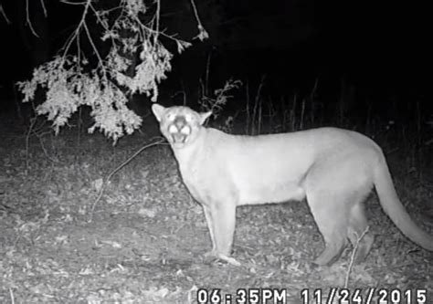 TN Officials Confirm First Sighting of Mountain Lion in 100 Years | OutdoorHub