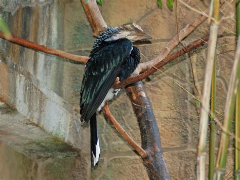 The Online Zoo - Silvery-cheeked Hornbill