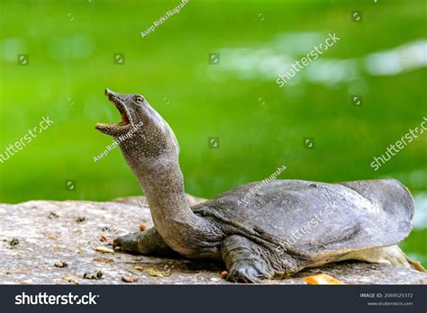 Bulus Asiatic Softshell Turtle Usually Called Stock Photo 2069525372 ...