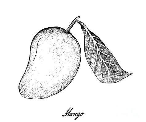 Mango Fruit Drawing