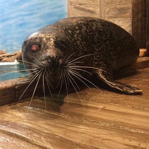 Jenkinson’s Aquarium Announces Death of Beloved Seal – Brick, NJ Shorebeat — News, Real Estate ...