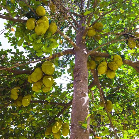 Jackfruit Trees for Sale | FastGrowingTrees.com