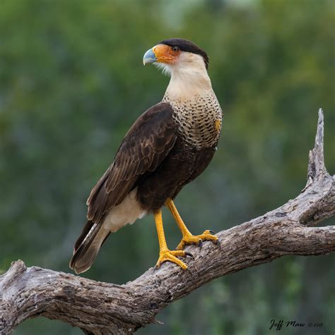 Crested Caracara | Bird species, Animals, I like birds