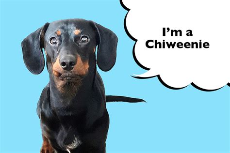 Chiweenie – Everything You Need To Know! - I Love Dachshunds