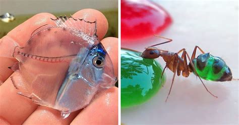 36 Transparent Animals That Are Hard To Believe Actually Exist | Bored ...