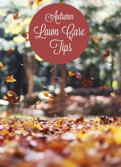 Keep Your Yard Beautiful Year Round With These Lawn Care Tips for Autumn in Apr 2024 ...