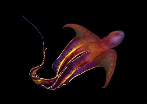 What Do Blanket Octopuses Eat? 6 Favorite Foods - Feeding Nature