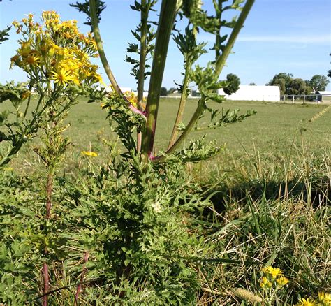 Tansy Ragwort | Weed identification guide for Ontario crops | ontario.ca