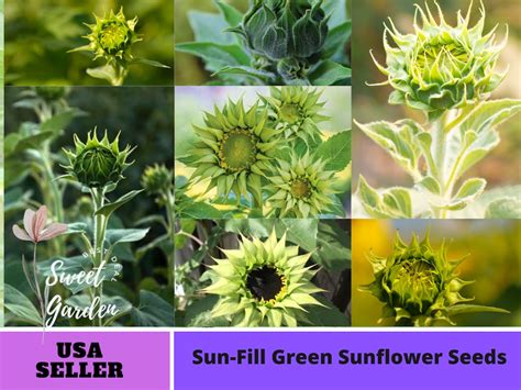 25 Seeds Green Sunflower Seeds perennial authentic - Etsy