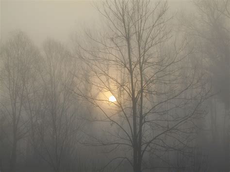 Foggy forest at the sunrise free image download