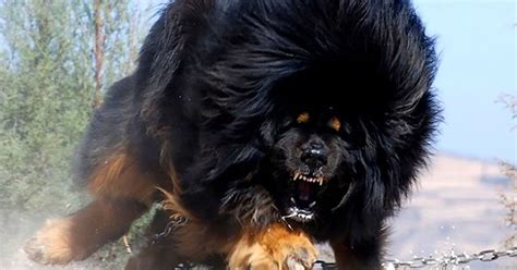 Rare Dog Breeds: Have You Ever Heard of These?