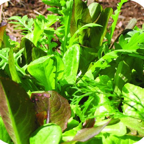 Lettuce; Mesclun Mix – Great American Seed Up