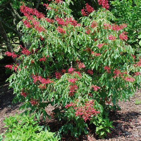 Buy Red Buckeye Plants & Trees Online | Pixies Gardens