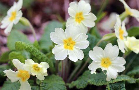 Primrose | An English Wood