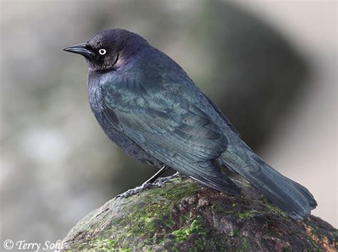 Brewer's Blackbird - South Dakota Birds and Birding