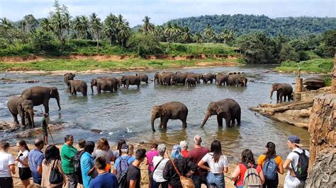 Sri Lanka Pinnawala Elephant Orphanage (4K) - YouTube