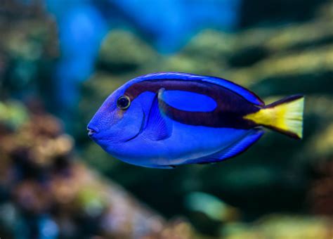 Blue Surgeonfish: Types for Aquarium, Care, Feeding, Guide