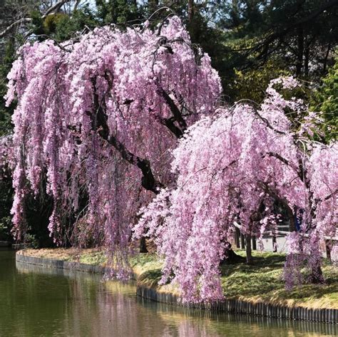 Sakura Tree Seeds, Weeping Sakura Tree, 10pcs/pack – GreenSeedGarden