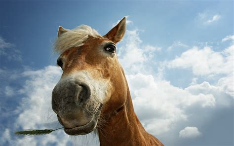 Imagini de fundal : nori, cap, iapă, animale vertebrate, coamă, cal cum ...