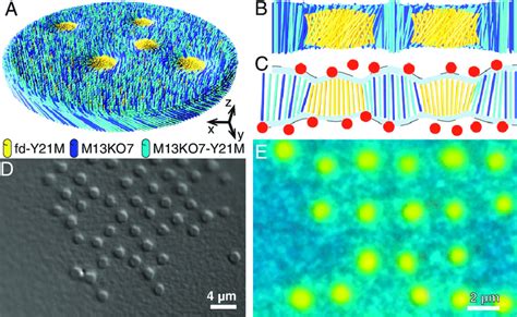 Self-assembly of rafts in an achiral membrane. (A) Schematic ...